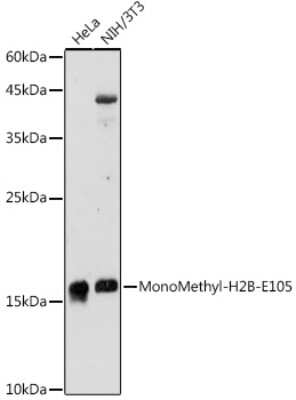 Western Blot: Histone H2B type 1B [Monomethyl Glu105] Antibody [NBP3-15983] - Western blot analysis of extracts of various cell lines, using Histone H2B type 1B antibody (NBP3-15983) at 1:500 dilution. Secondary antibody: HRP Goat Anti-Rabbit IgG (H+L) at 1:10000 dilution. Lysates/proteins: 25ug per lane. Blocking buffer: 3% nonfat dry milk in TBST. Detection: ECL Enhanced Kit. Exposure time: 180s.